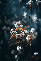 Witte bloemen met een blauwe achtergrond | Bloemen  fotografie art pri