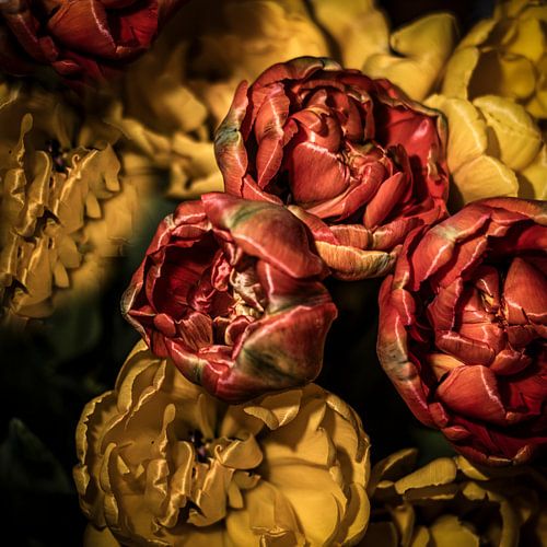 Stijlvolle tulpen van SO fotografie