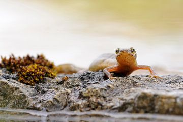 Common Newt / Smooth Newt ( Lissotriton vulgaris ) shows his colorful throat relaxing on some stones van wunderbare Erde