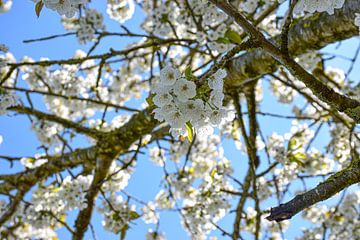 Blossom on a tree by Ingrid de Vos - Boom