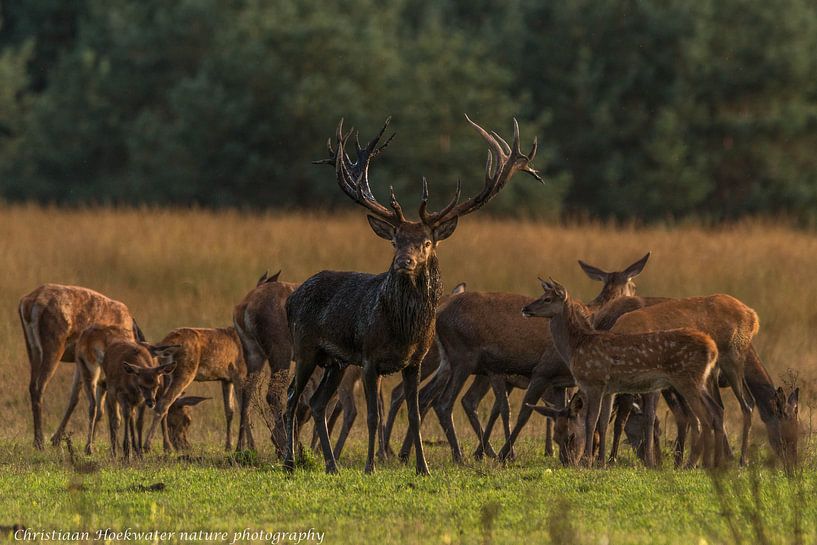 Red deer with pack. by Christiaan Hoekwater
