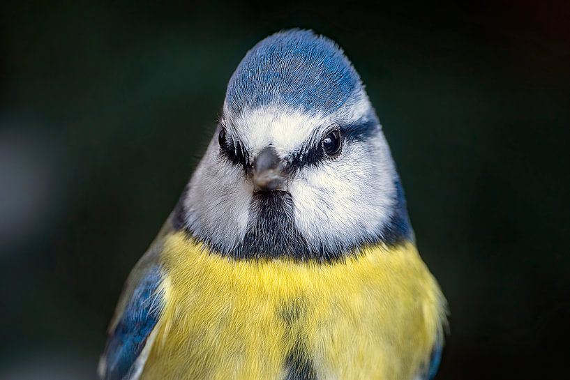 Blaumeise von Humphry Jacobs
