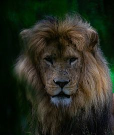 König der Löwen von Kai Groenen