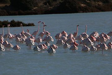 Flamingos von Ellen Kloet