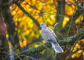 Pigeon sur un arbre sur ManfredFotos