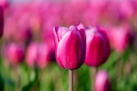 Tulipfield