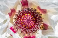 Weißer orientalischer Mohn Royal Wedding
