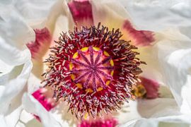 White oriental poppy Royal Wedding by Mixed media vector arts