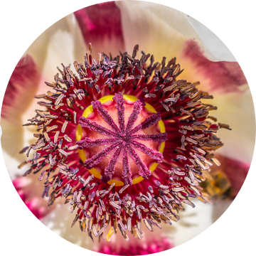 Witte oosterse klaproos Koninklijk huwelijk