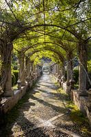 Jardins d'Alfàbia arch with water fountain and plants | Travel photography