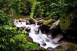 Stream in tropical rainforest in Panama with green plants and vegetation by Michiel Dros
