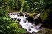 Cours d'eau dans la forêt tropicale humide du Panama avec des plantes et une végétation vertes sur Michiel Dros