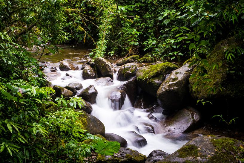 Beekje in tropisch regenwoud in Panama met groene planten en vegetatie van Michiel Dros