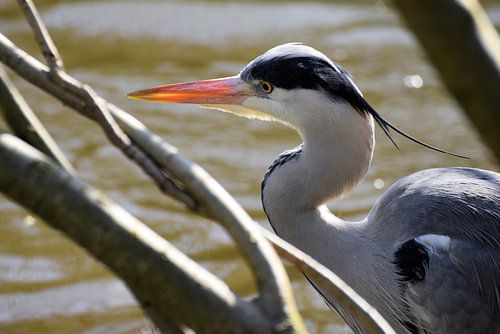 Een reiger in de vrije natuur