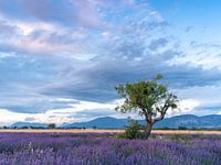 lavender fields with a tree in the beautiful last sunlight of the day