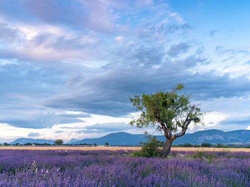 champs de lavande avec un arbre dans le magnifique dernier rayon de soleil de la journée