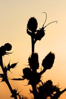 Silhouet van een distelboktor