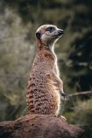 Suricate