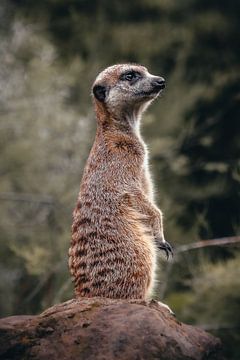 Suricate sur Lynn Meijer