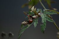 Coccinelle dans la tempête