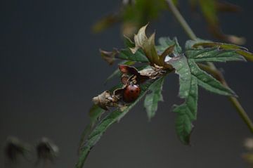 Ladybug in a storm by Lisanne Rodenburg