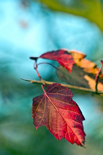 Felrode herfstbladeren in het licht van oktober