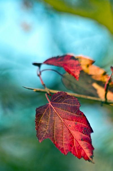 Bright red autumn leaves in the October light by Silva Wischeropp