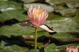 Lotus sur Manongraphy