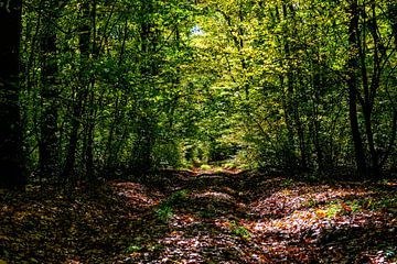 Sentier de randonnée forestière par une journée ensoleillée d'automne sur Andreea Eva Herczegh