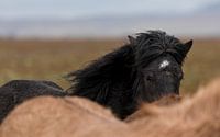 Asgeirr sur Islandpferde  | IJslandse paarden | Icelandic horses Aperçu