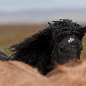 Asgeirr sur Islandpferde  | IJslandse paarden | Icelandic horses