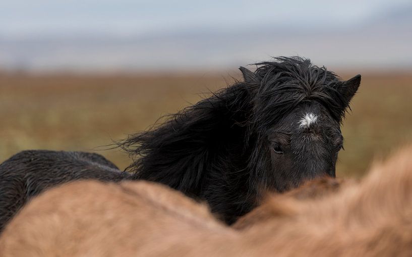 Asgeirr par Islandpferde  | IJslandse paarden | Icelandic horses