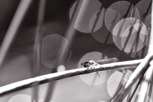 libelle waterkant van Jeannette Fotografie