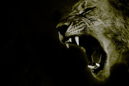 The roar of the lion