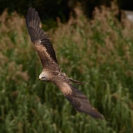 Zwarte wouw in vlucht van devlin prinsen