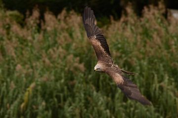Zwarte wouw in vlucht sur devlin prinsen