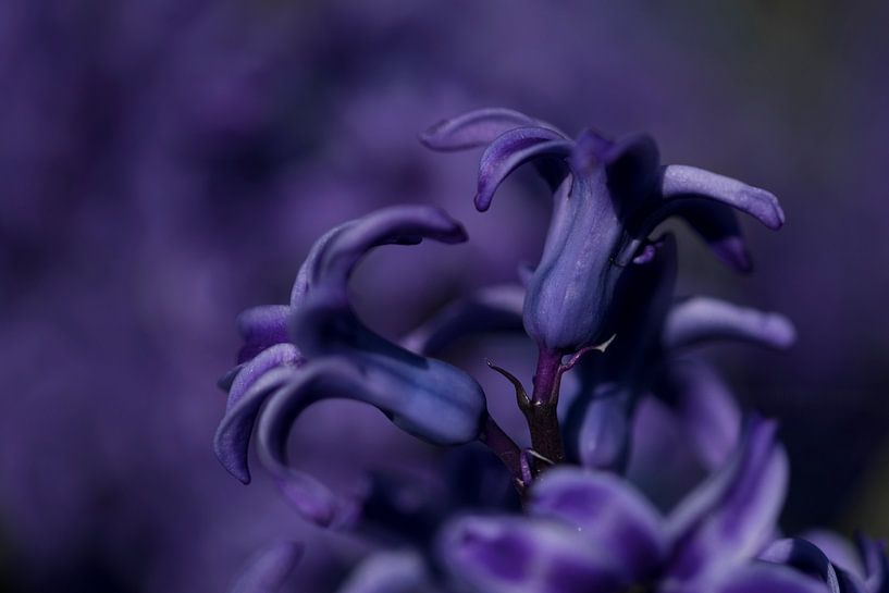 Keukenhof bloemen Paars par Antine van der Zijden
