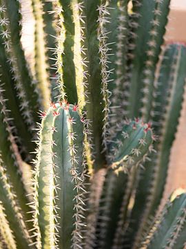 Cactussen in Marrakech van Raisa Zwart