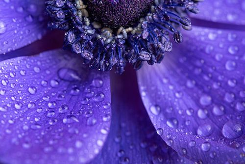 Een halve anemoon met druppeltjes