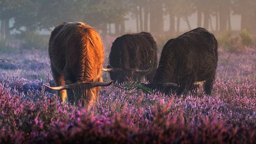 Highlander in den Mooren von Rens Marskamp