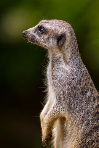 Stokstaartje staat op wacht.
