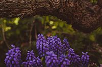 Grapes in the Garden - Purple Flower