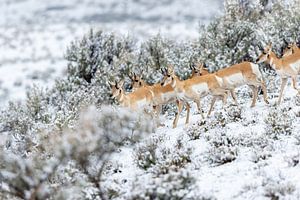 Wildlife in Yellowstone National Park