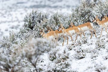 Wildtiere im Yellowstone-Nationalpark von Dennis en Mariska