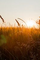 Zonsondergang door het graan