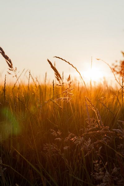 Zonsondergang door het graan by Wesley Flaman