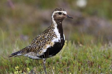 Europese goudplevier (Pluvialis apricaria) in de natuurlijke habitat, IJsland van Frank Fichtmüller