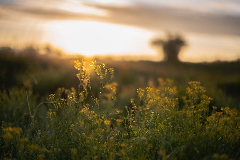 Ooijpolder part 4 by Tania Perneel