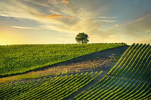 Weinberge und ein Baum bei Sonnenuntergang. Chianti, Toskana