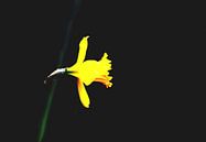 Macro van een Gele narcis op matte zwarte achtergrond van Ribbi thumbnail